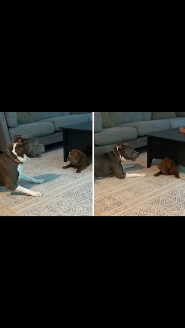 Shar Pei puppy's first playdate will brighten your day