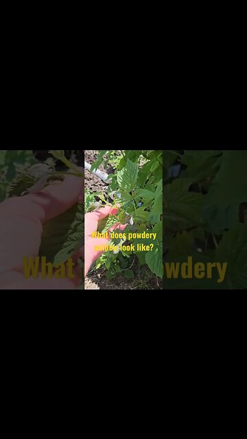 what powdery mildew looks like #shortsvideo #gardening #organic #tips #socialmedia @TalkwithSally