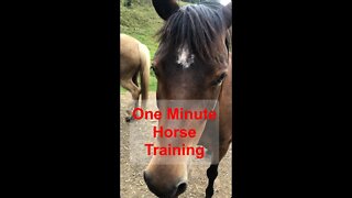 1 minute horse training: Pressure and Release with brumby pony Part I