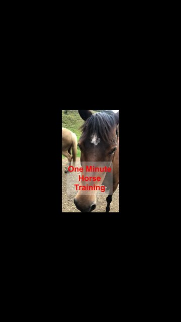 1 minute horse training: Pressure and Release with brumby pony Part I