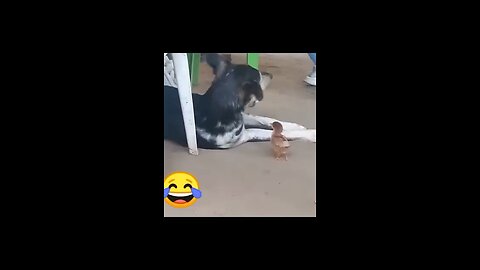 Funny .animal.video #funnyanimalsvid