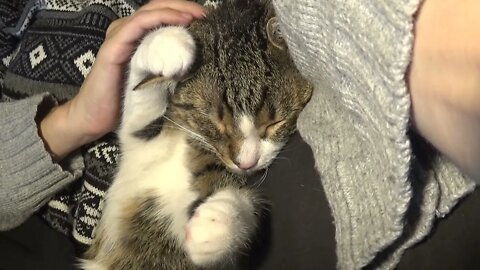 Cute Cat Loves Sleeping in Bed in Cold Weather