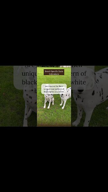 Interesting Facts about Dalmatians
