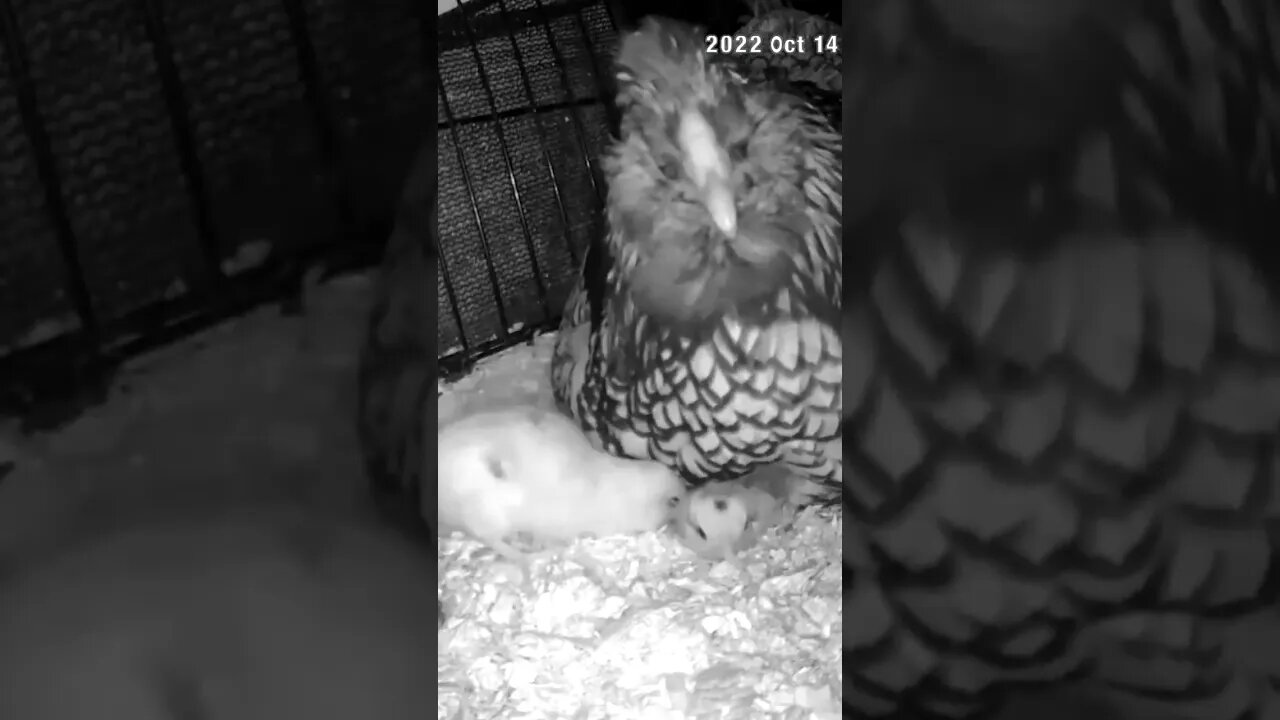 Checking on Chicks abandoned by mother are put in with another hen and her chicks