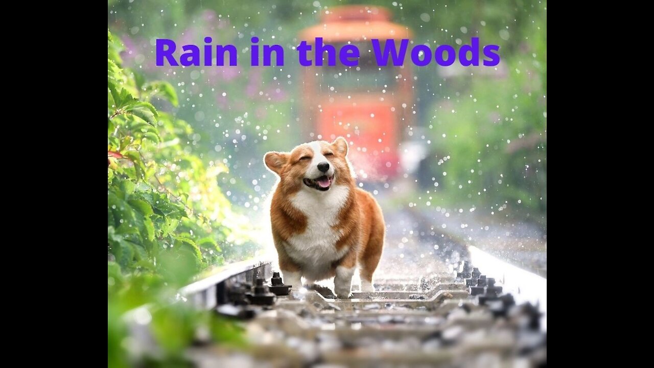 Rain in the Woods