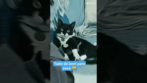 Bom dia Gato Bartolomeu Tunico 😸❤️