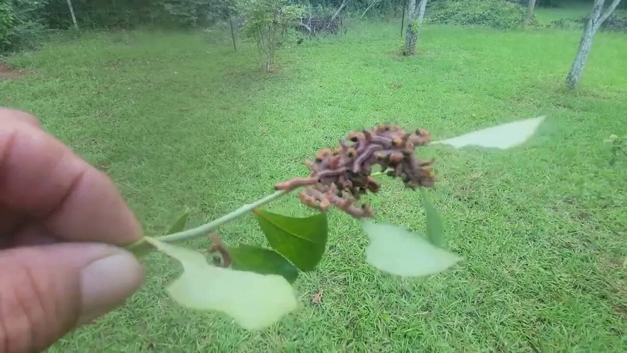 My blueberry bushes were attacked. I let the chickens have them.