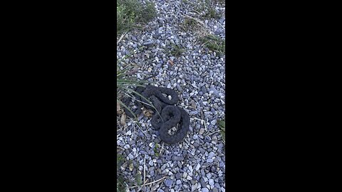 Snake in the middle of the hiking trail Switzerland