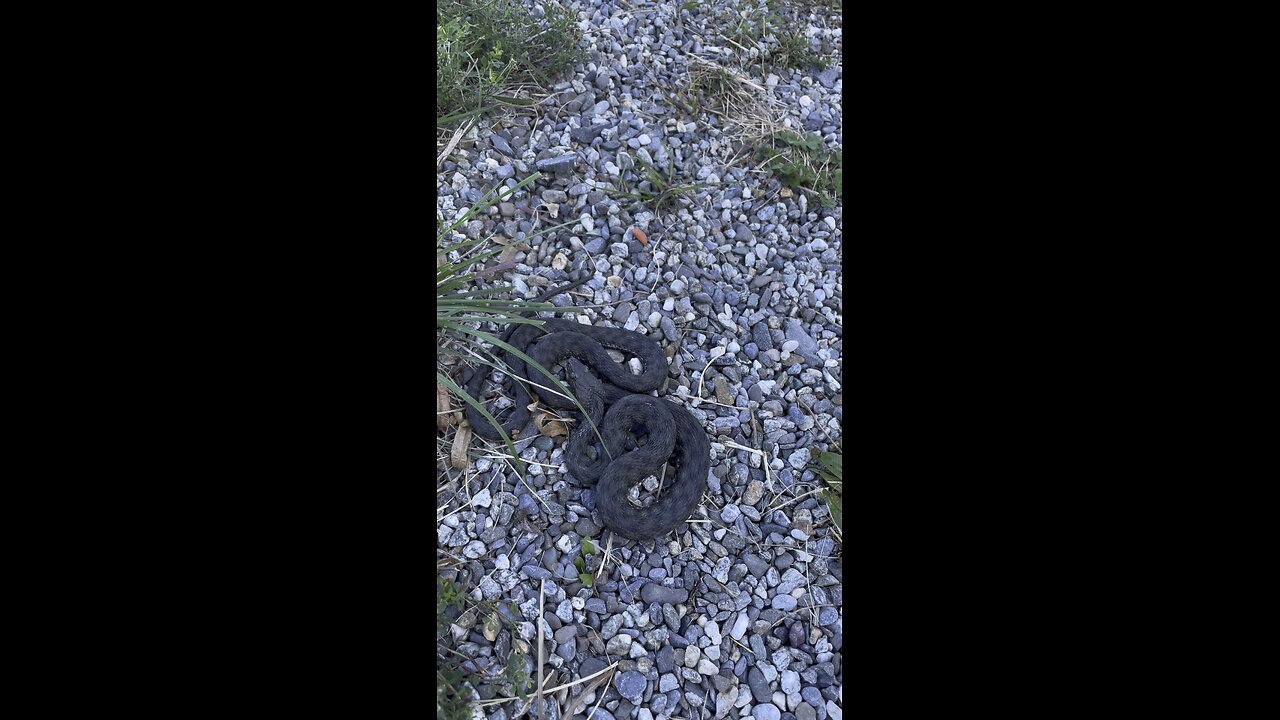 Snake in the middle of the hiking trail Switzerland