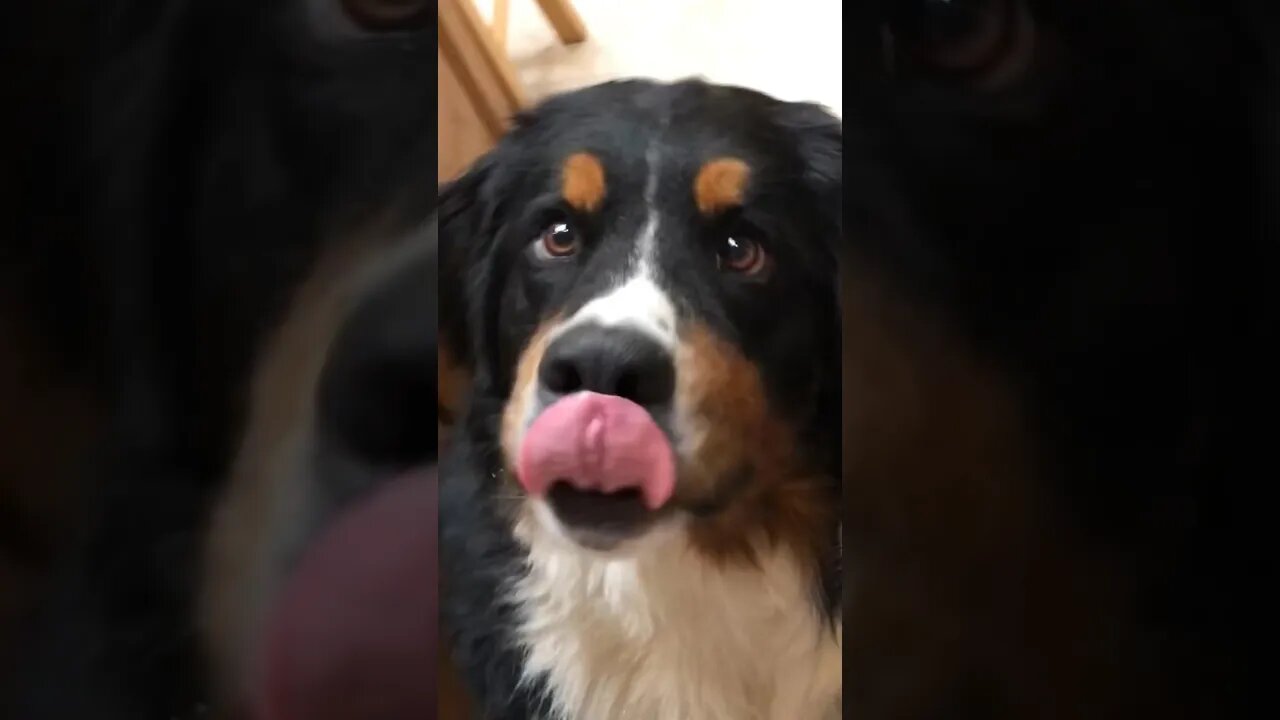 Fun with the dogs on a rainy day! 😂😂😂❤️❤️❤️ #lovemydog #funnydogvideos #bernesemountaindogs