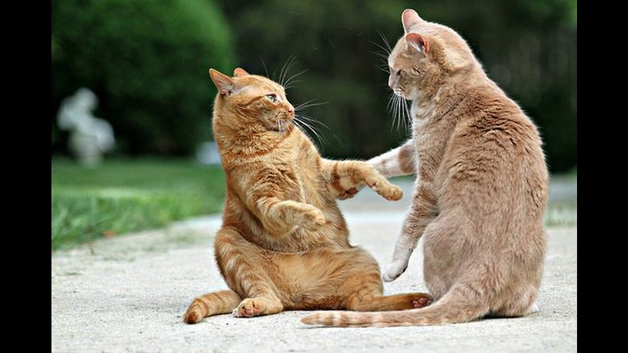 Funniest Cats and Dogs Compilation