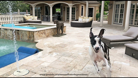 Great Dane Has Fun Running Through Pool Water Jets