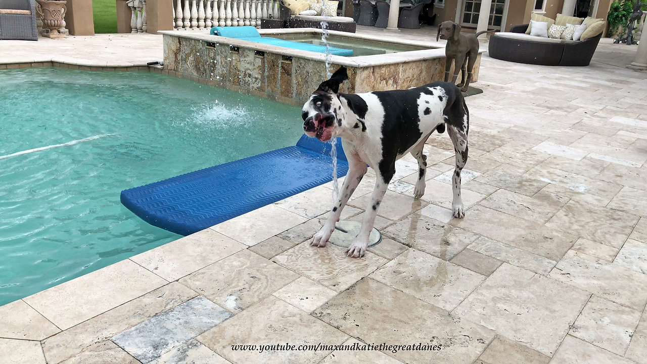 Great Dane Has Fun Running Through Pool Water Jets