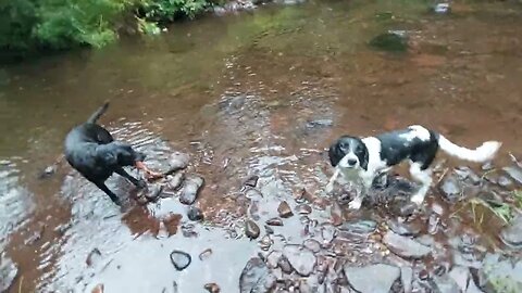 Springador Puppies Swimming