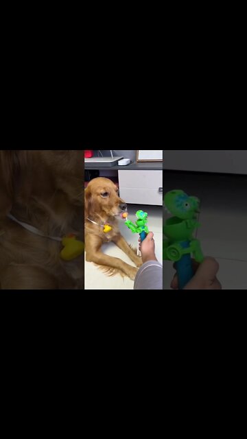 How Many Licks Does Golden Retriever Take To Reach The Center Of The Lollipop