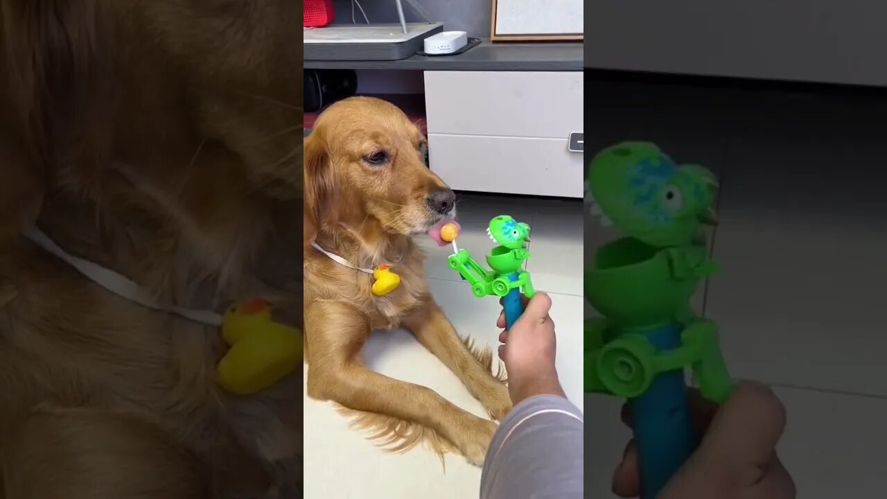 How Many Licks Does Golden Retriever Take To Reach The Center Of The Lollipop