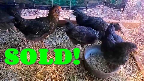 SOLD! Which YouTube Channel Bought This GROOVY Flock Of Chickens? I'm Not Spilling The Beans