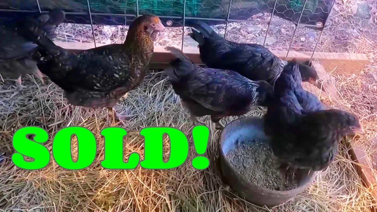 SOLD! Which YouTube Channel Bought This GROOVY Flock Of Chickens? I'm Not Spilling The Beans