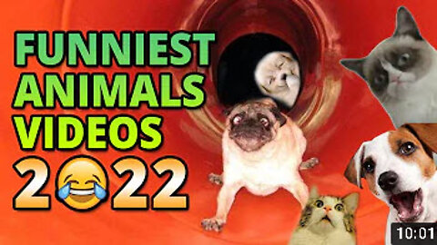 Funniest Animals Videos - TRY AND NOT LAUGH