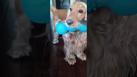 golden dog , shorts