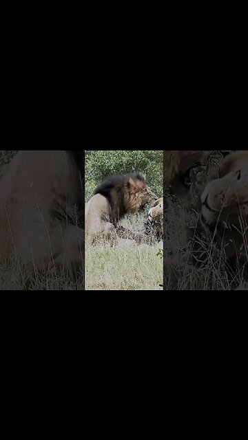Aggression In A Lion Pride! | #shorts #shortsafrica #augdailyshorts