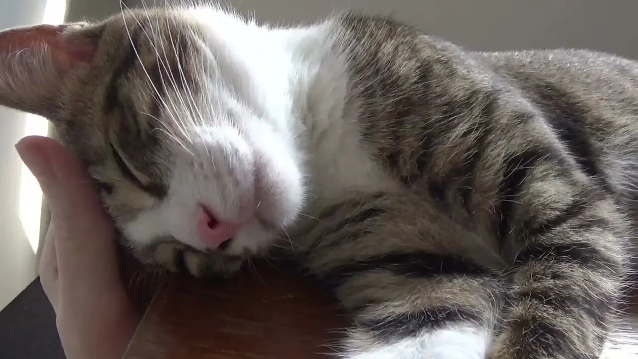 Rudolph the Cute Kitten Sleeps on a Chair