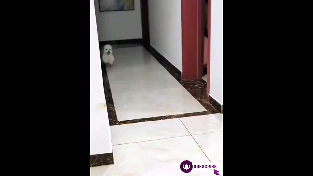 cute_*funny_*puppy_*dog_*🐈😱🤣🤣