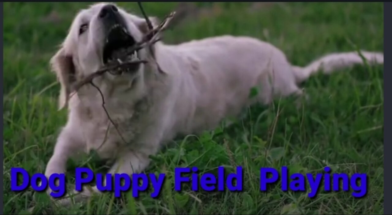 Dog Puppy Field Playing