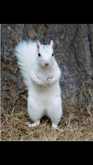 Relatively Rare and seldom seen white squirrel - Minnesota