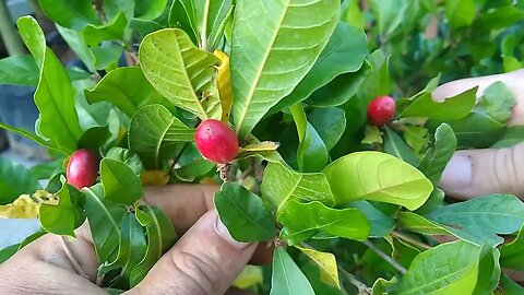 frutíferas produzindo em vaso a partir de 20,00 reais kinkan doce estamos enviando