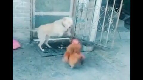 Chicken VS Dog Fight