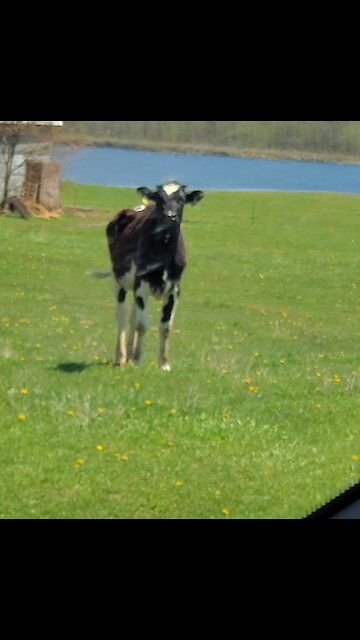 Cute little cow curious about cattle dog