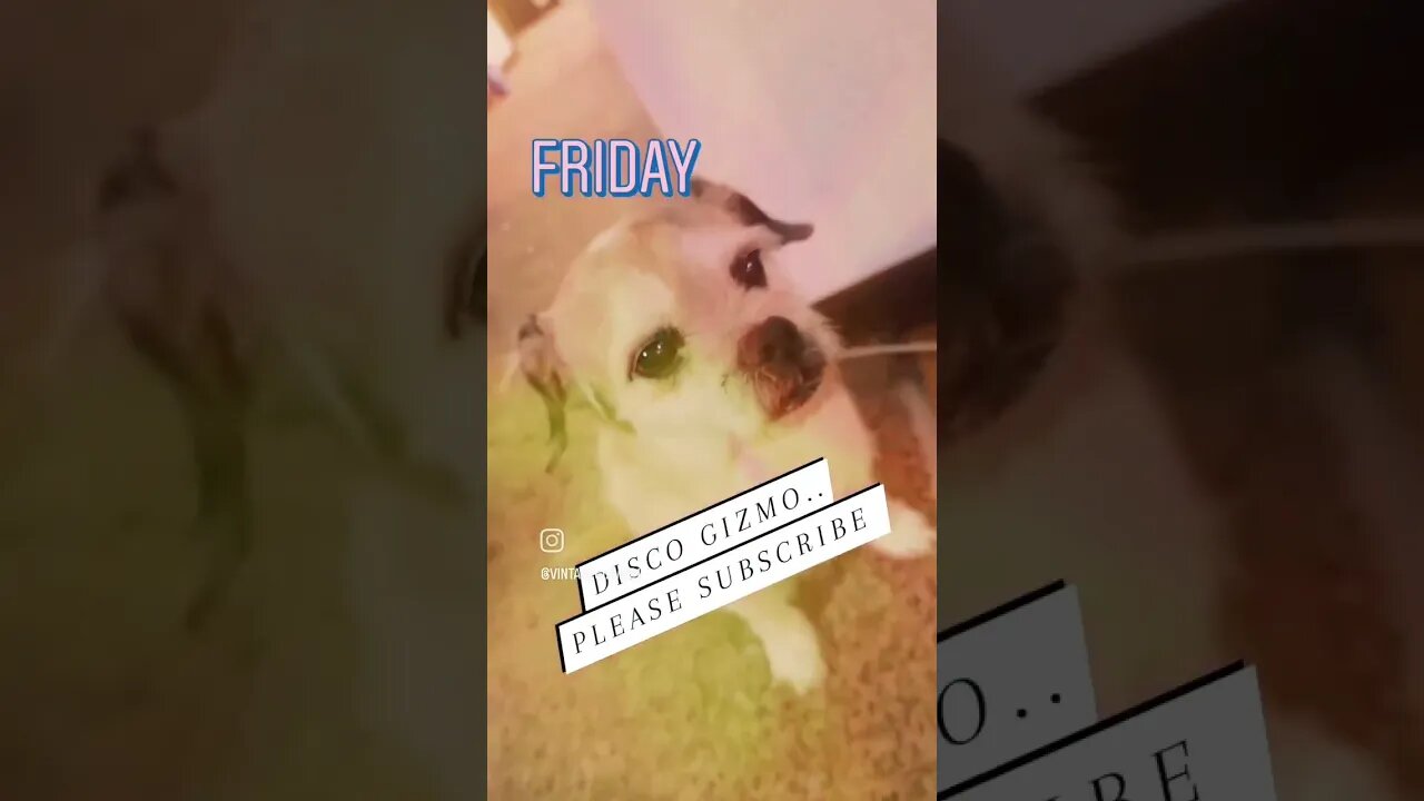 Disco Gizmo