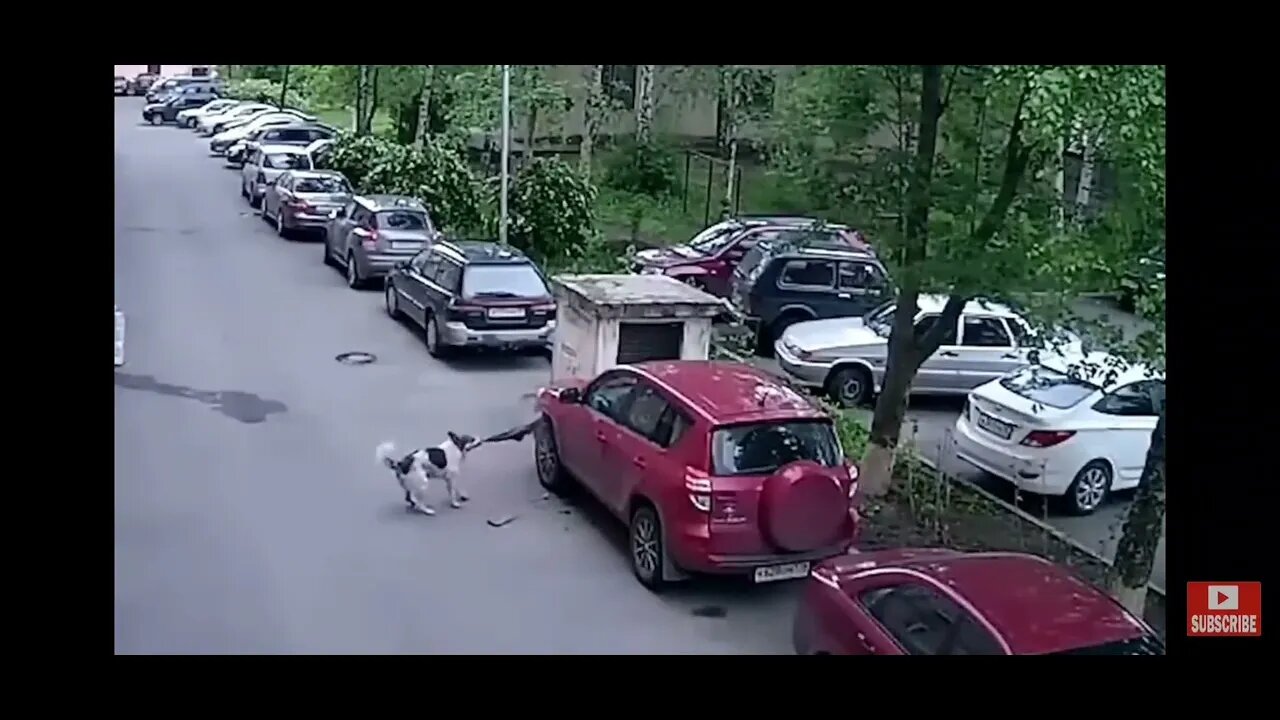 Dogs Chewing on a Car