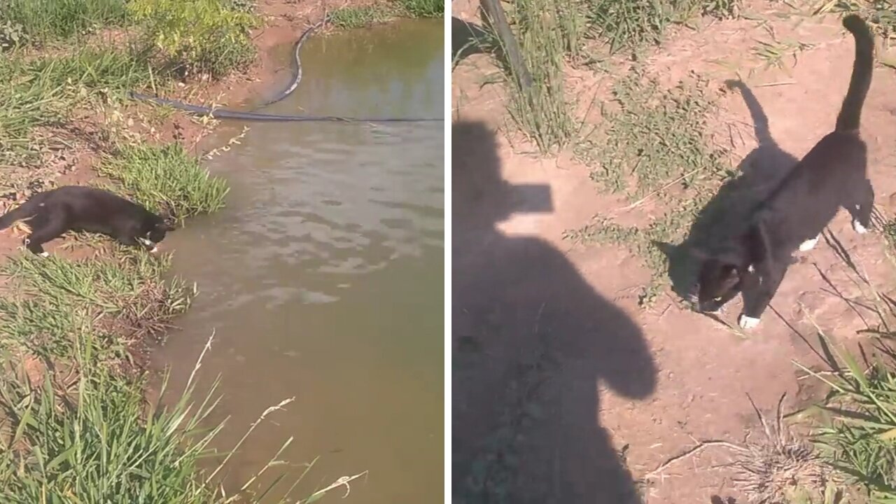 I have never seen a fishing cat until today.