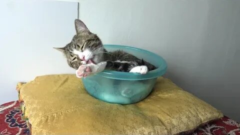 Hilarious Cat Catches His Tail