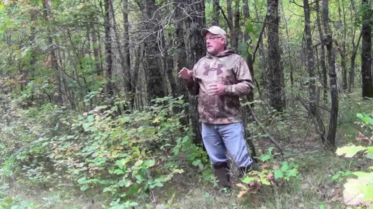 Attract a big buck with a Mock Scrape