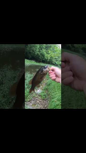 Are rock bass river bullies?