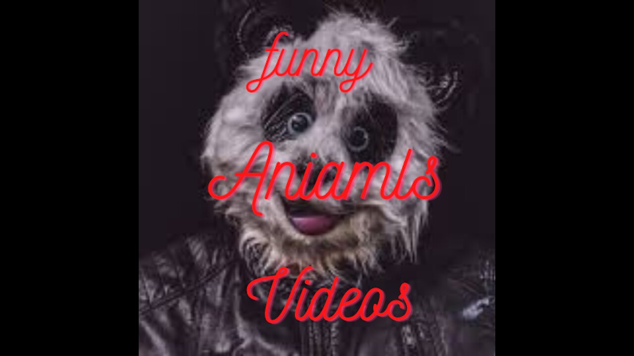 BEST FUNNY ANIMALS VIDEOS