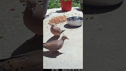 Dove Fight In Reverse! 🐦