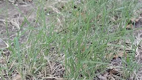 Lawn Project Update at The Airbnb! #2