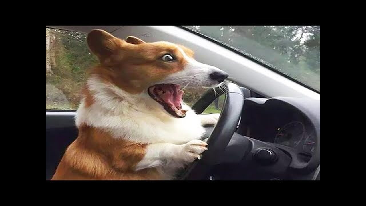 When You Get Your Licence🤣😂 Funny videos - Animal edition pt 3.