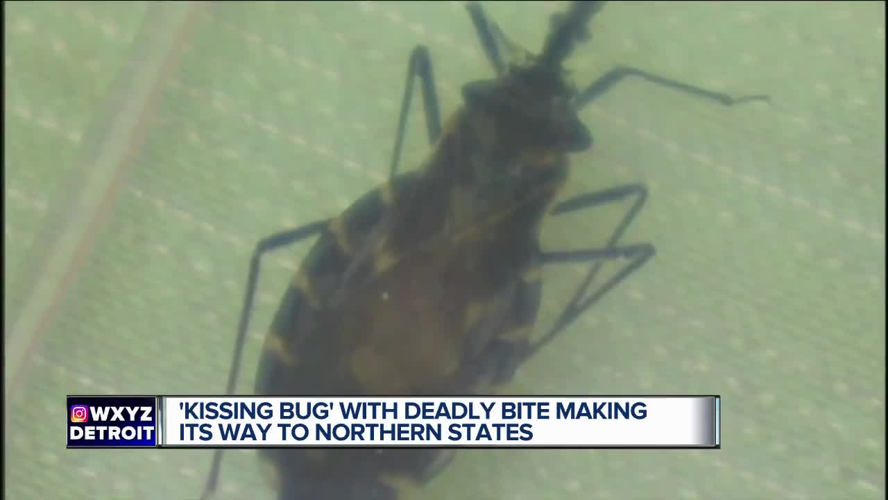 Bloodsucking 'kissing bug' that usually bites people on the face found in Delaware for first time