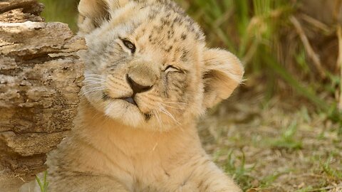 CUTE LION CUBS 🦁 PLAYFUL, NAUGHTY & SWEET 🦁