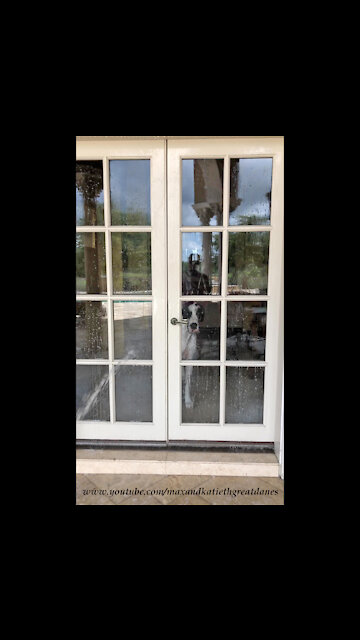 Nosy Great Dane Has Fun Watching Window Washing