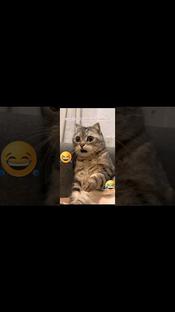 Cat Home Alone 🤣