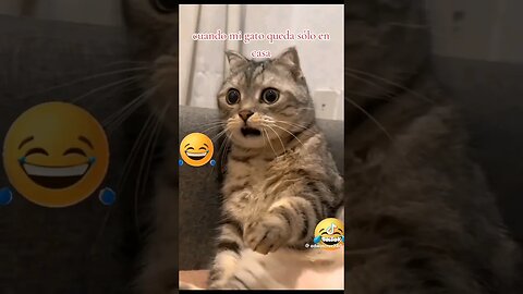 Cat Home Alone 🤣