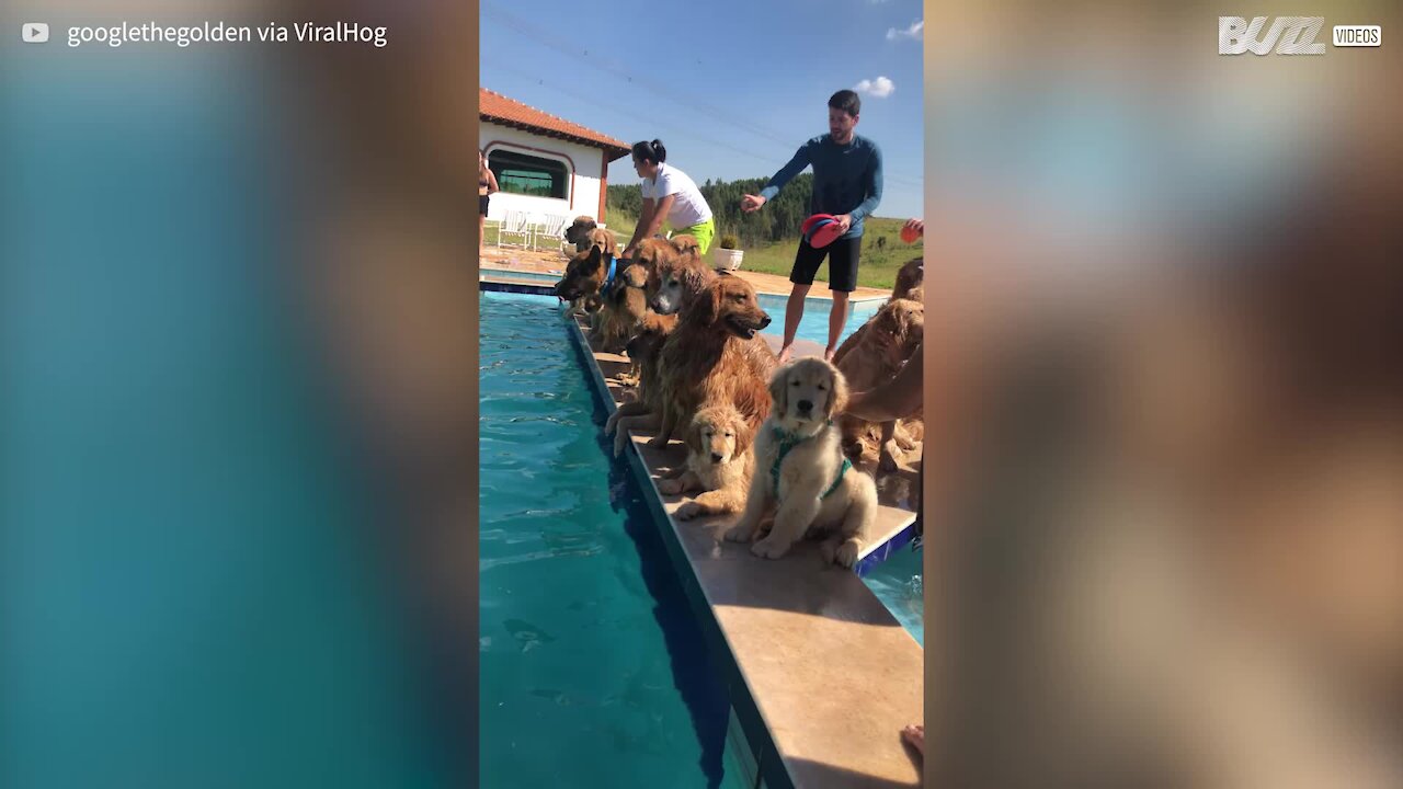 Cães preferem mergulhos na piscina a sessão fotográfica