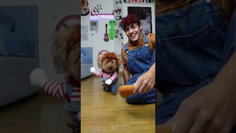 VIRAL DOG 🎃🐶 #shorts
