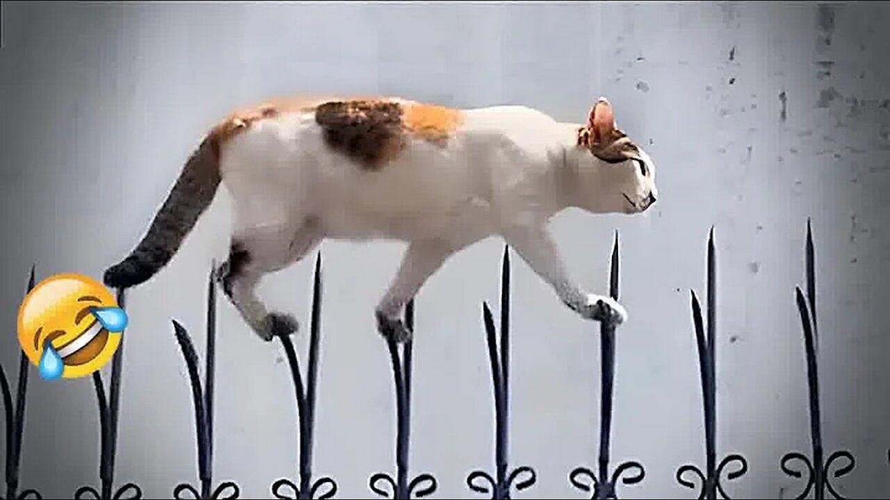 Funniest Cats And Dogs Videos😂- Best Funny Animal Videos 2024😺